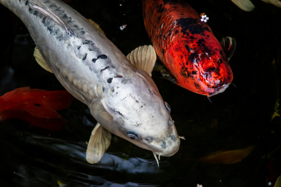 Portland's Urban Fish Highway Revolution (Image Credits: Unsplash)