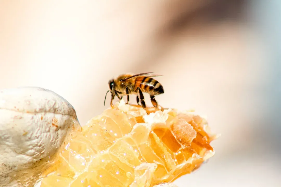 Where “Comfort” Sneaks In: The Human Metaphor Scientists Couldn’t Resist (Image Credits: Unsplash)