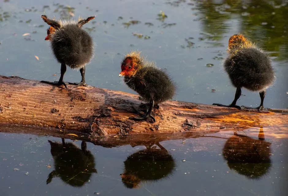 8. Rails and Crakes: Ghosts of the Marsh on Tiny Legs (Image Credits: Pexels)