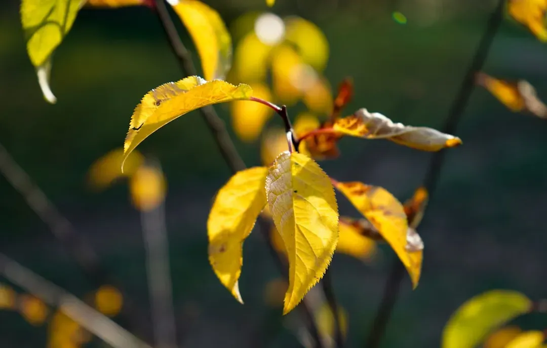 #11 - Yellow Leaves That Drop Prematurely, Even With Plenty of Water (Image Credits: Unsplash)
