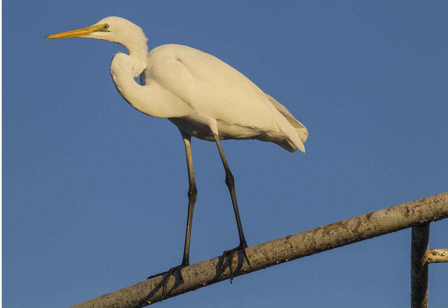 Call to Action (Image Credits: Wikimedia)