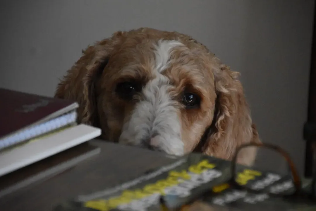 How Dogs Read Human Emotions: Beyond Simple Body Language (Image Credits: Unsplash)