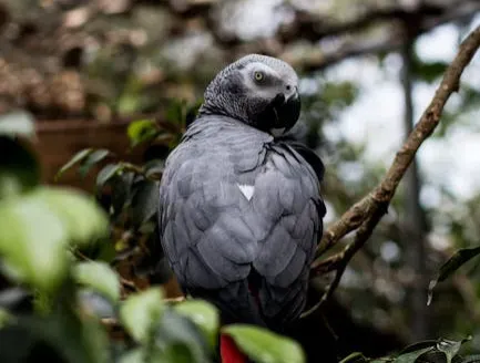 12. The African Grey Parrot: The Bird That Talks Back and Means It (Image Credits: Pexels)