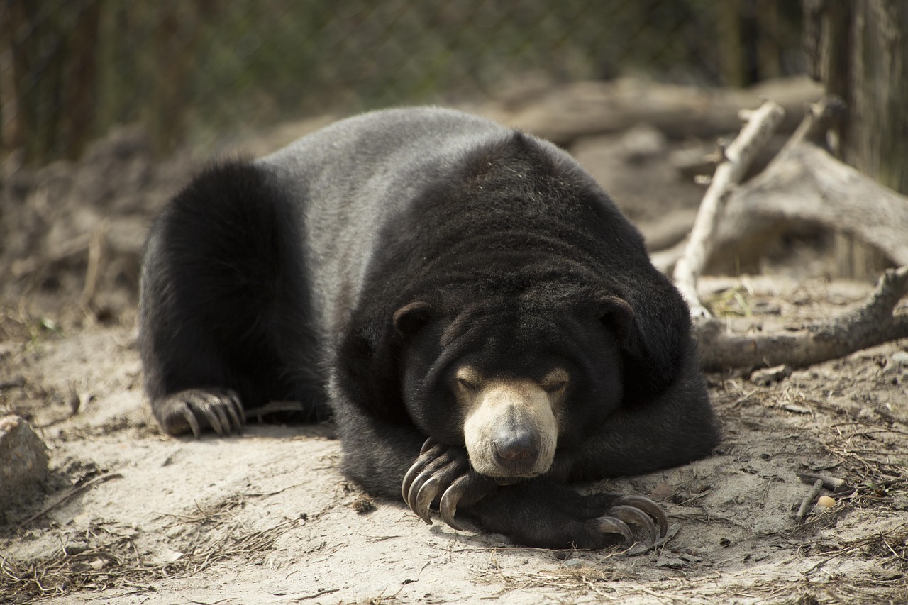 Virgo and the Grounded Bear (Image Credits: Pixabay)