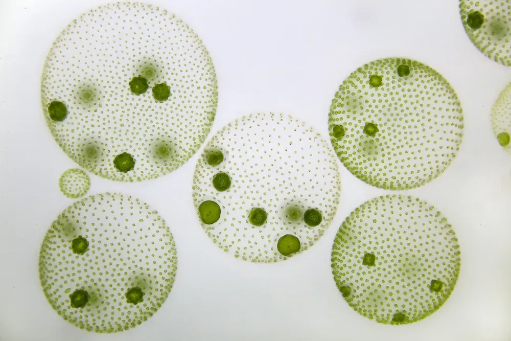 Volvox: Colonial Green Algae Spheres (Image Credits: Wikimedia)