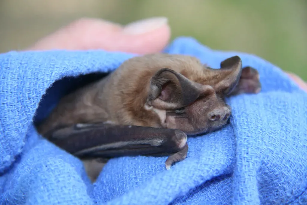 Florida Bonneted Bat – America’s Rarest, Almost Ghost-Like Bat (Image Credits: Flickr)