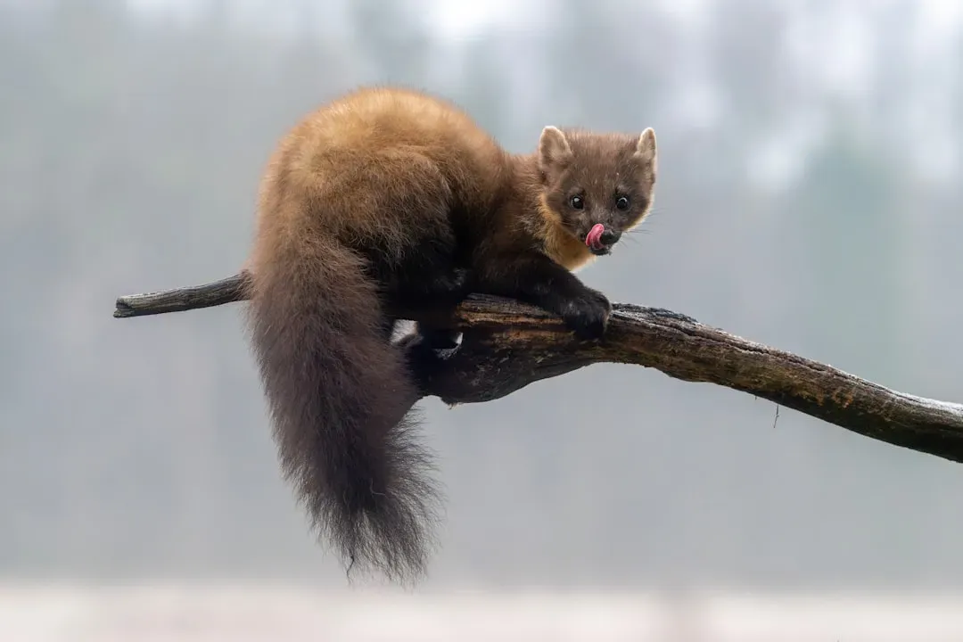 4. The American Marten Moves Through Forests Like a Phantom Acrobat (Image Credits: Unsplash)