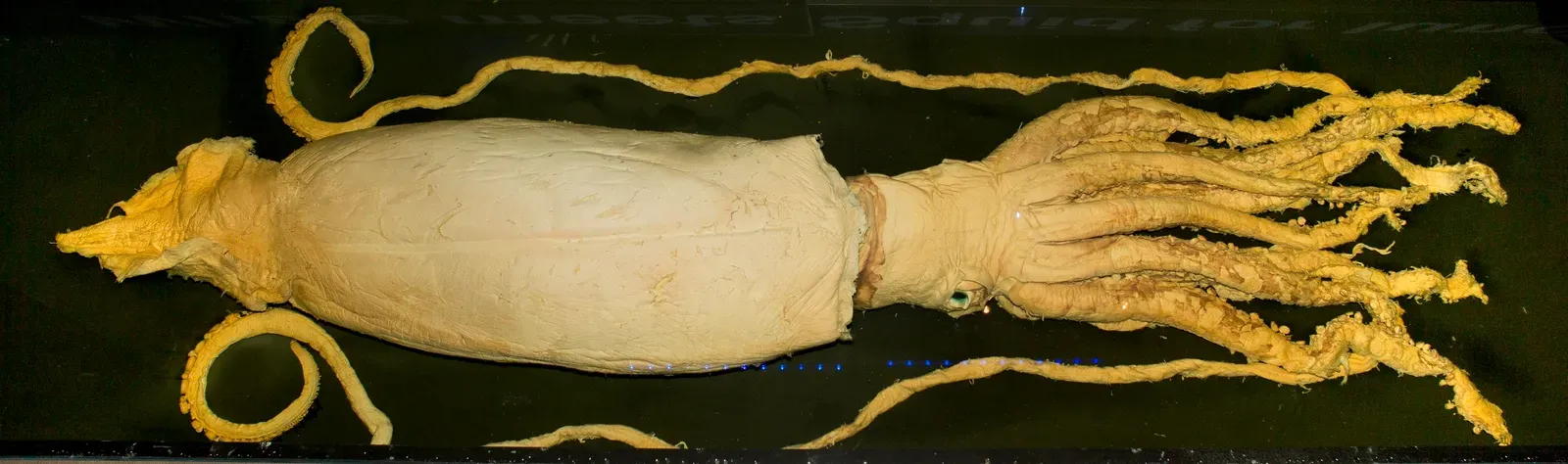 8. The Colossal Squid: Bigger, Heavier, and More Mysterious Than You Think (By Rodney Start, Museums Victoria, CC BY 4.0)