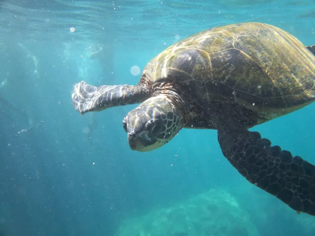 Sea Turtles: Tiny Hatchlings With a Built-In Global Map (Image Credits: Flickr)