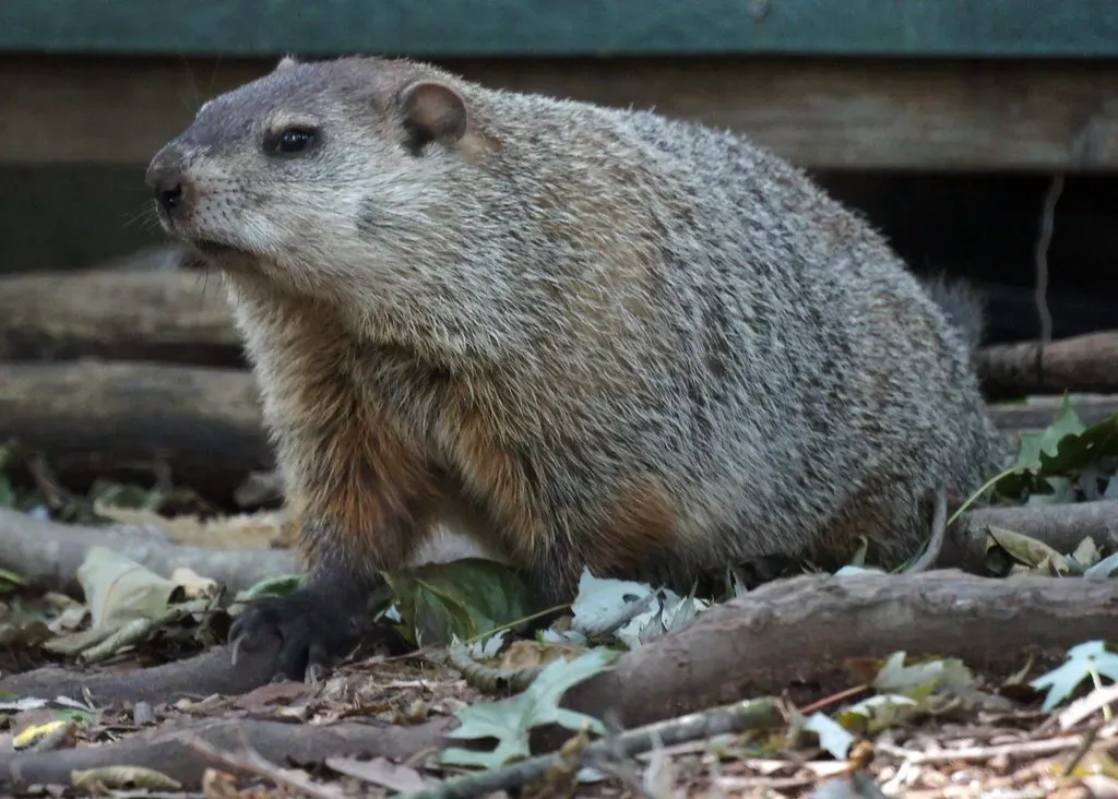 New Jersey: Small State, Big Groundhog Presence (Mike's Birds, Flickr, CC BY-SA 2.0)