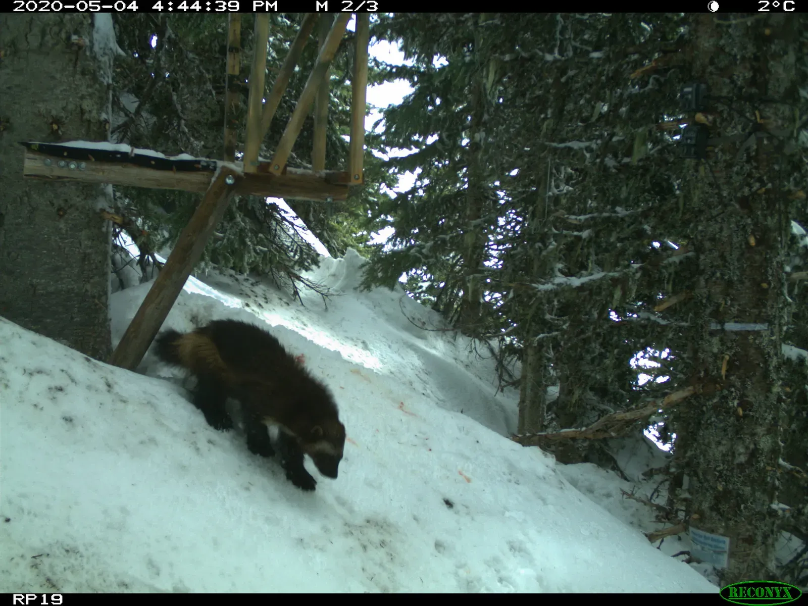 On the Edge of the Range: Washington’s Cascades and Beyond (Image Credits: Wikimedia)
