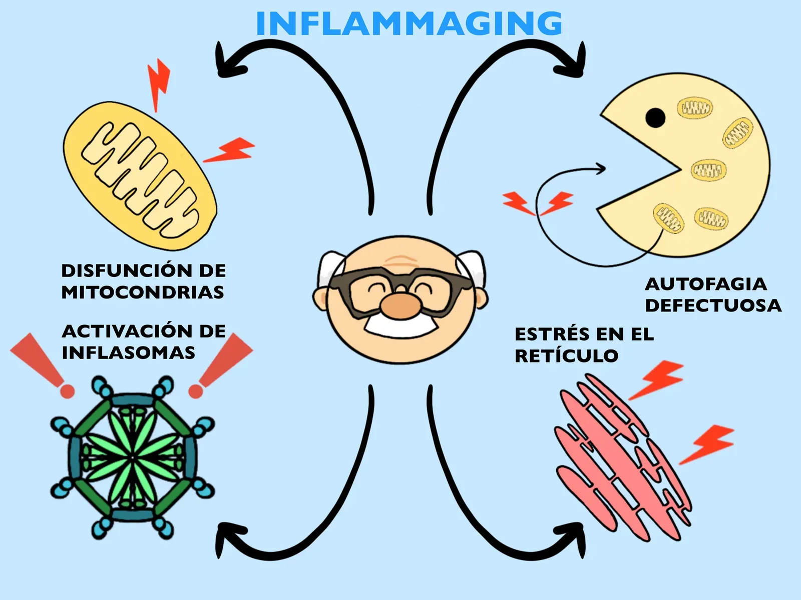 The Aging Immune System: Rejuvenating Our Failing Internal Defense (Image Credits: Wikimedia)