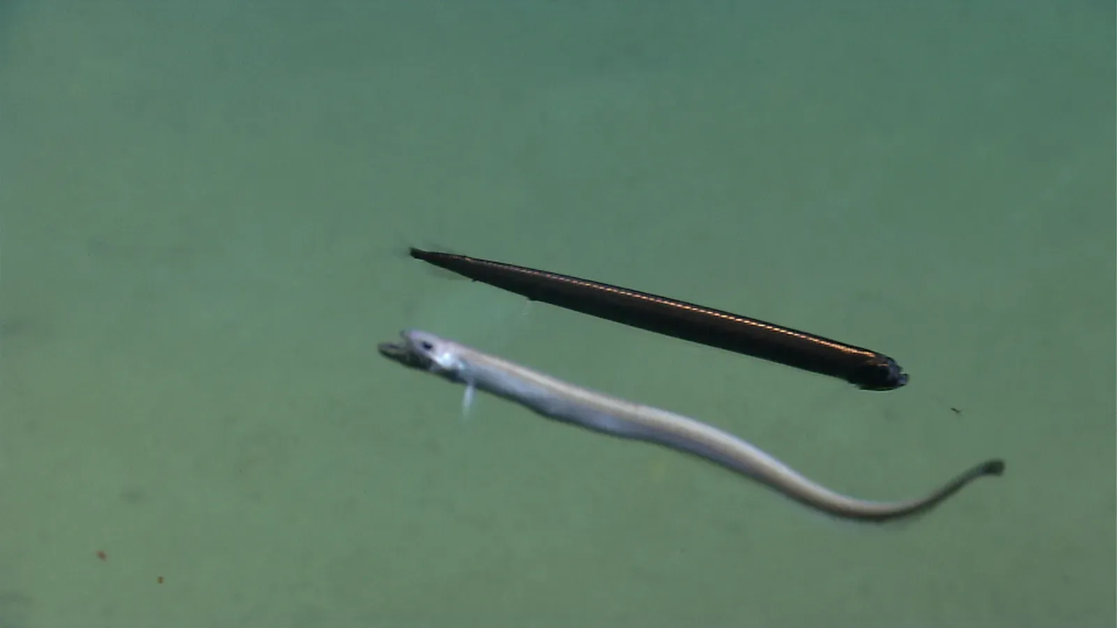 Dragonfish: The Red Light Hunters (Image Credits: Wikimedia)