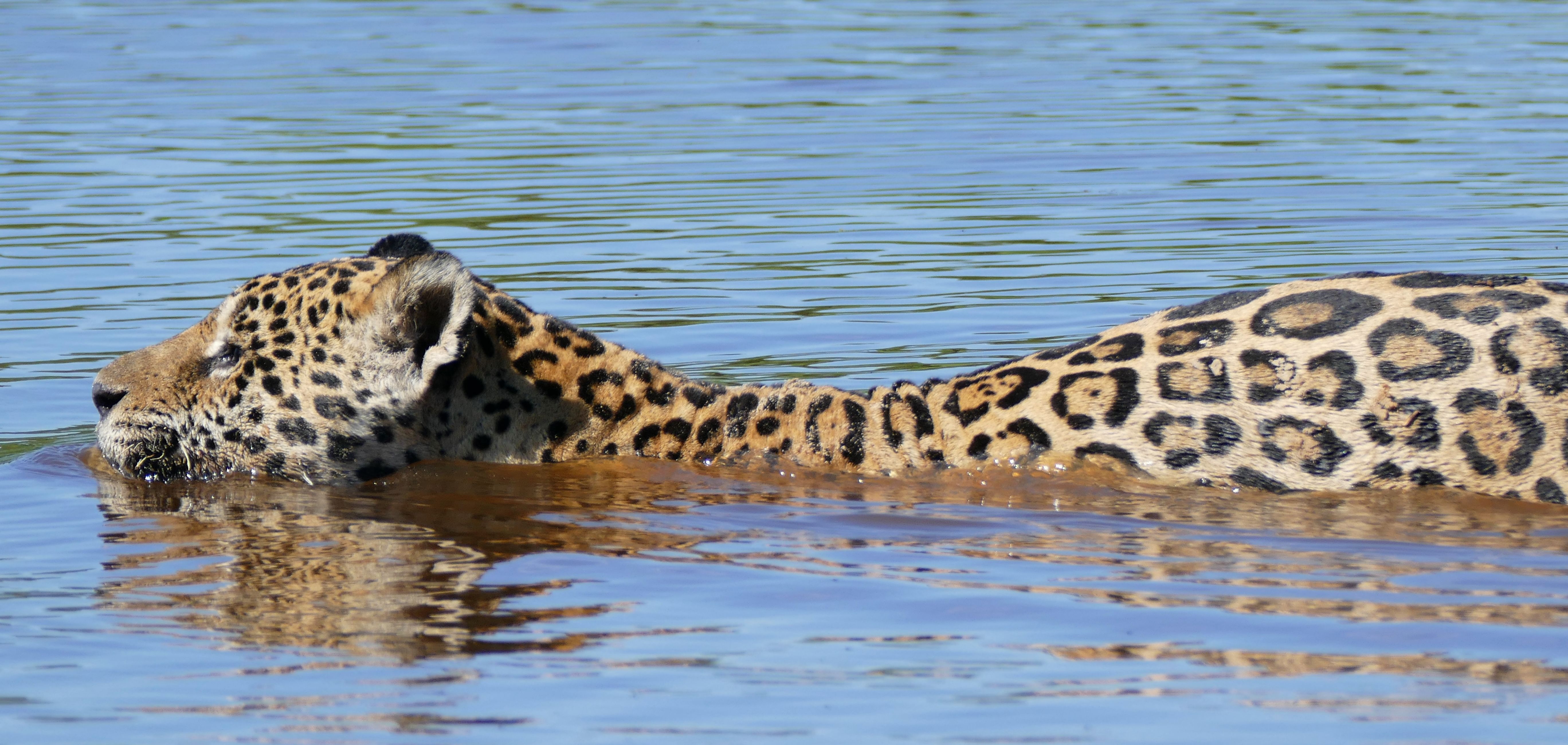 Built for Water Like No Other Cat (Image Credits: Wikimedia)