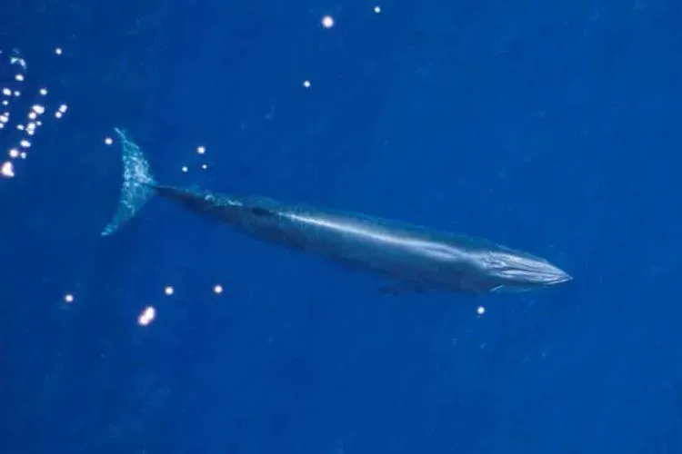 Rice's Whale (Image Credits: Wikimedia)