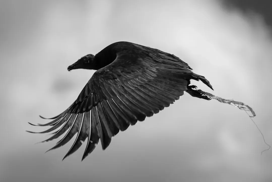 Scorpio: The Raven (Image Credits: Unsplash)