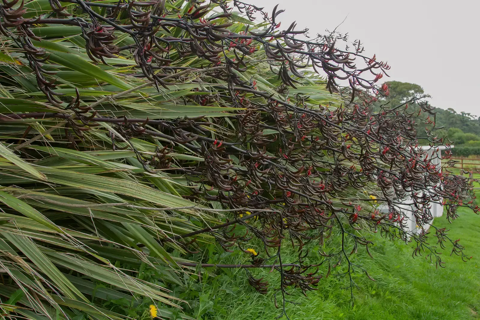 Conclusion: When Plants Stop Being Background Scenery (Image Credits: Wikimedia)