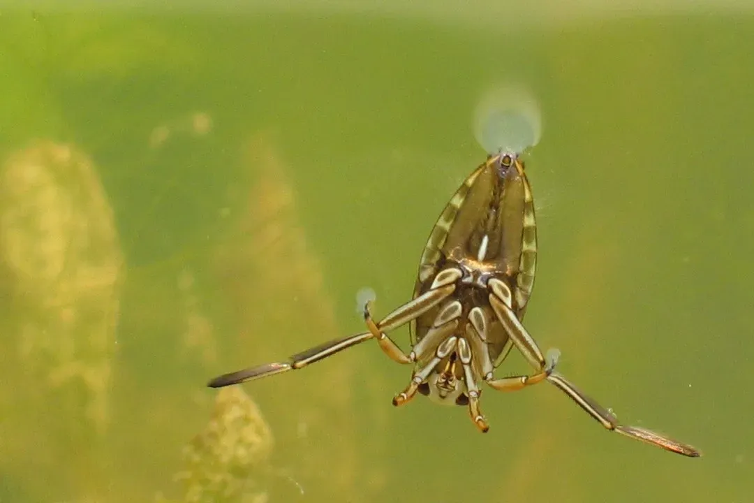 How an Insect Turns Its Genitals into a Sound System (By Holger Gröschl, CC BY-SA 2.0 de)