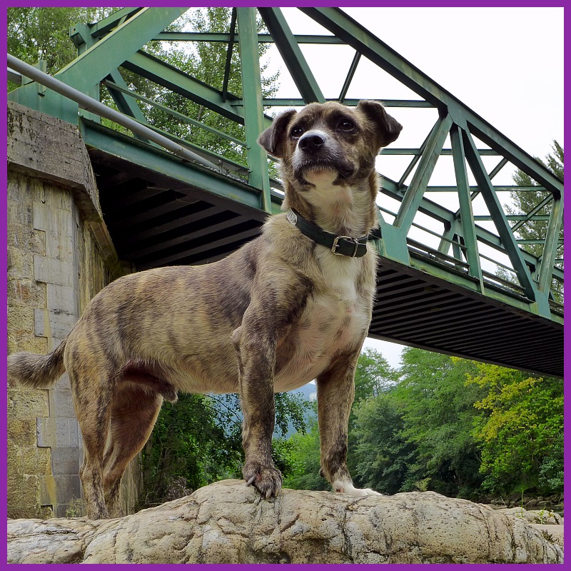 Possible Senses: The Physics Dogs Might Detect (Image Credits: Wikimedia)