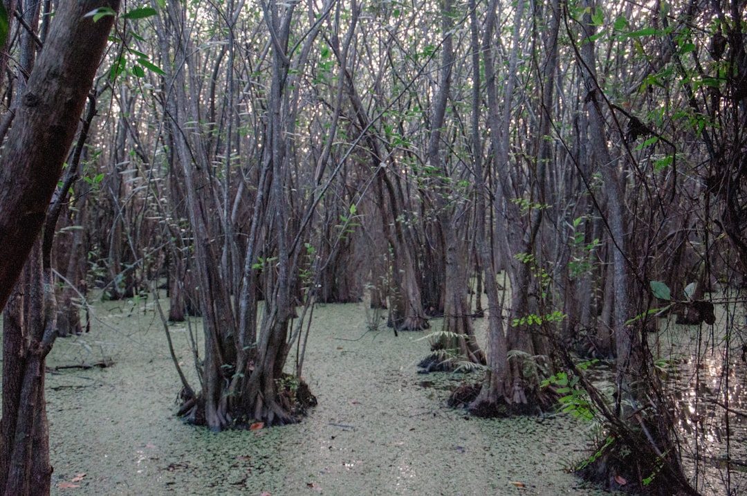 The Loss of Earth's Greatest Carbon Sink (Image Credits: Unsplash)