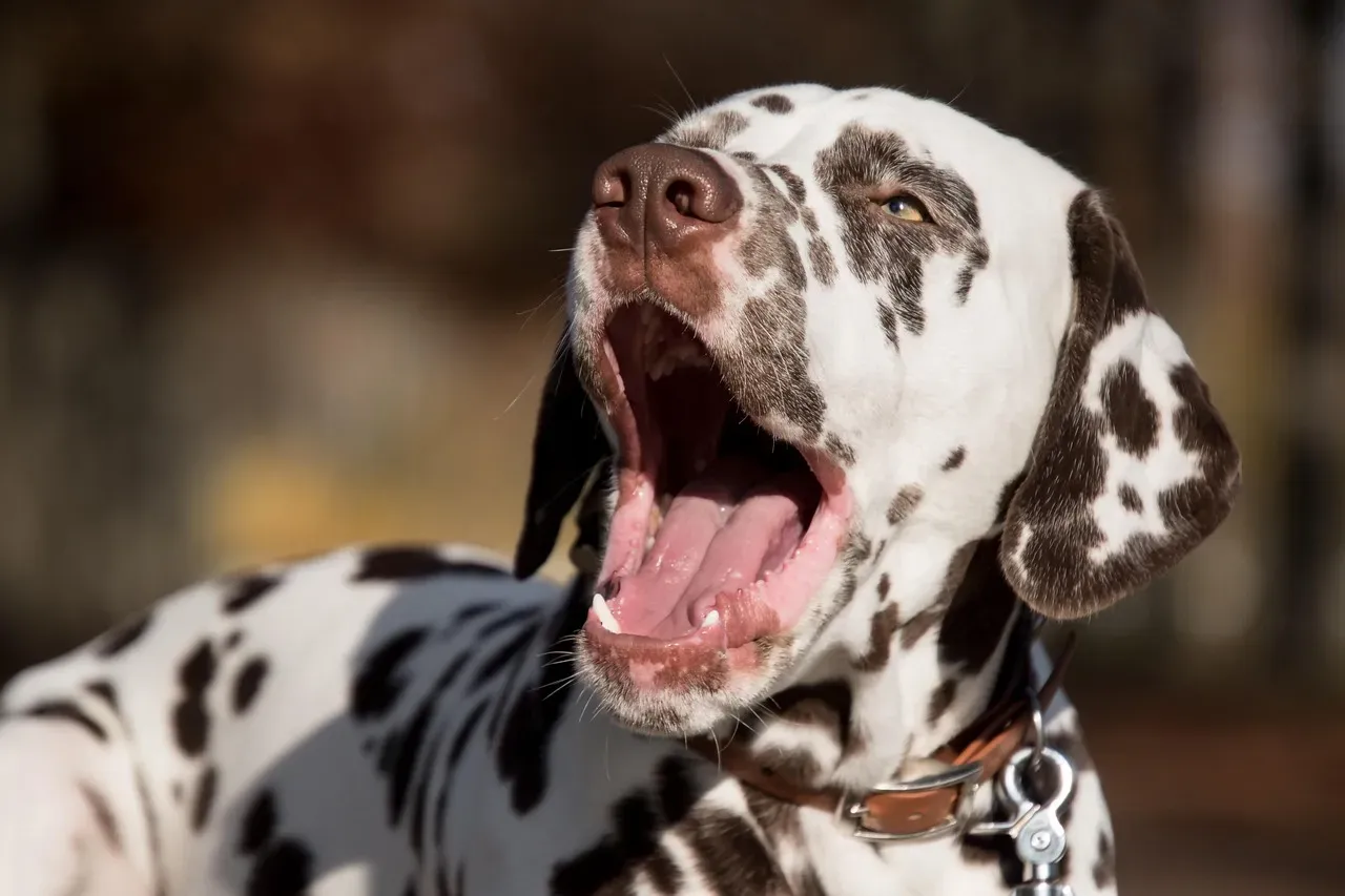 What Your Dog’s Yawn Says About The Future Of Human–Animal Relationships (Image Credits: Pixabay)