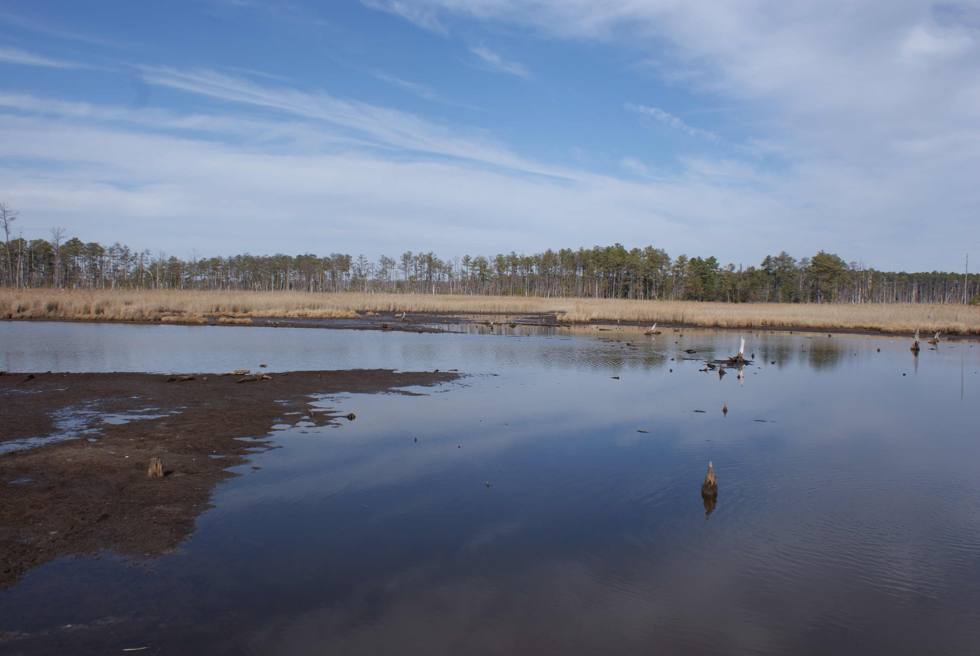 Blackwater National Wildlife Refuge, Maryland: The Crown Jewel of Ghost Forests (Image Credits: Wikimedia)