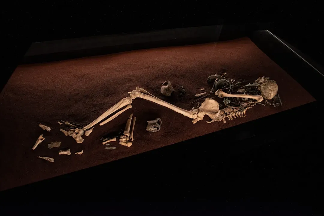 A California Beach Bone Yields a Name on a Second Look (Image Credits: Unsplash)