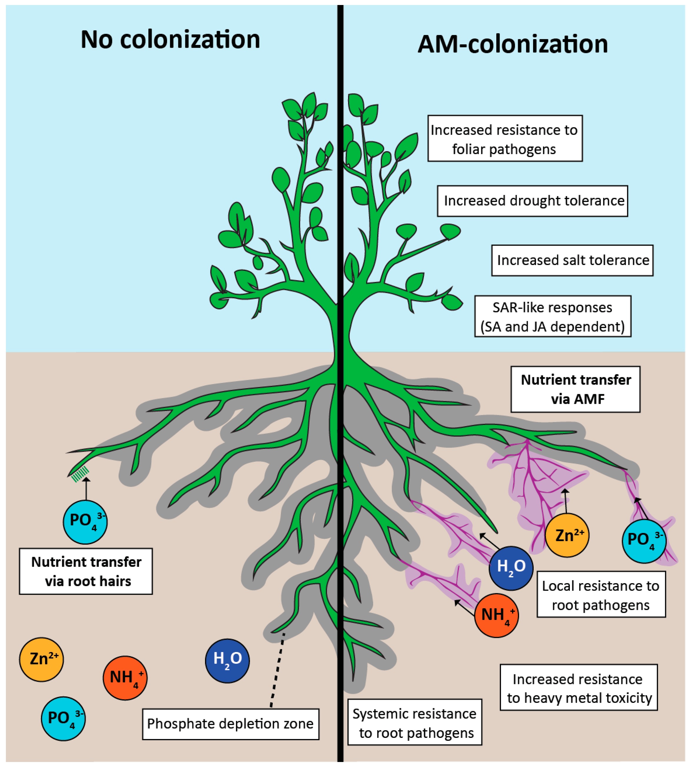Signals and Subsidies: What Plants Share (Image Credits: Wikimedia)