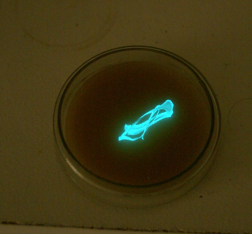 Bioluminescent Beacons in Eternal Darkness (Image Credits: Flickr)