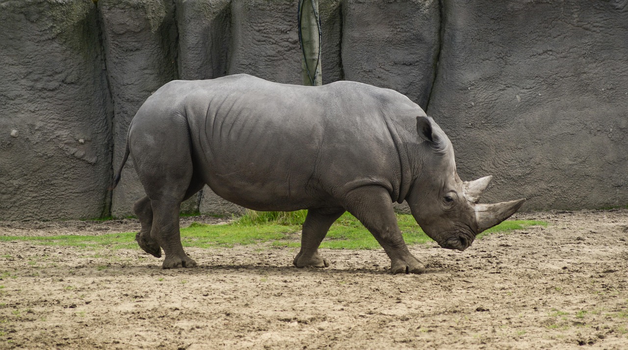 Rhinoceros (Image Credits: Pixabay)