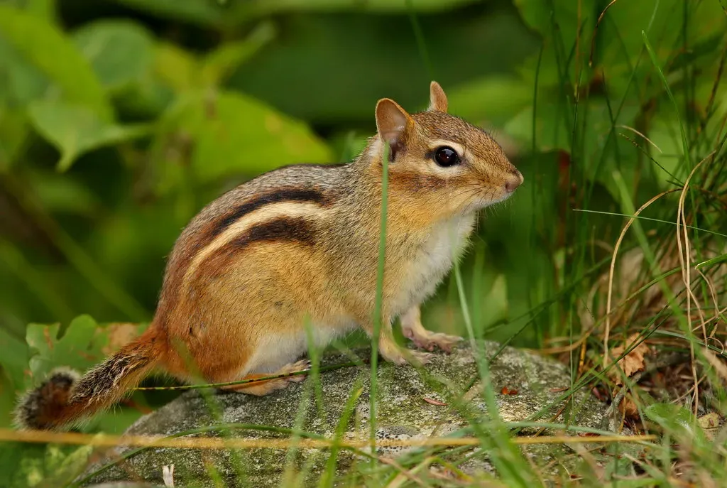 4. They Don’t Truly Hibernate the Way You Think (TMWolf, Flickr, CC BY-SA 2.0)