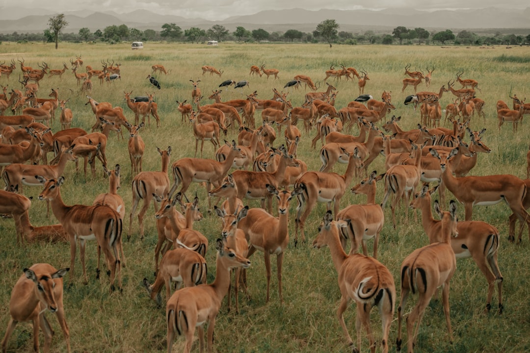 The Initial Population Surge (Image Credits: Unsplash)