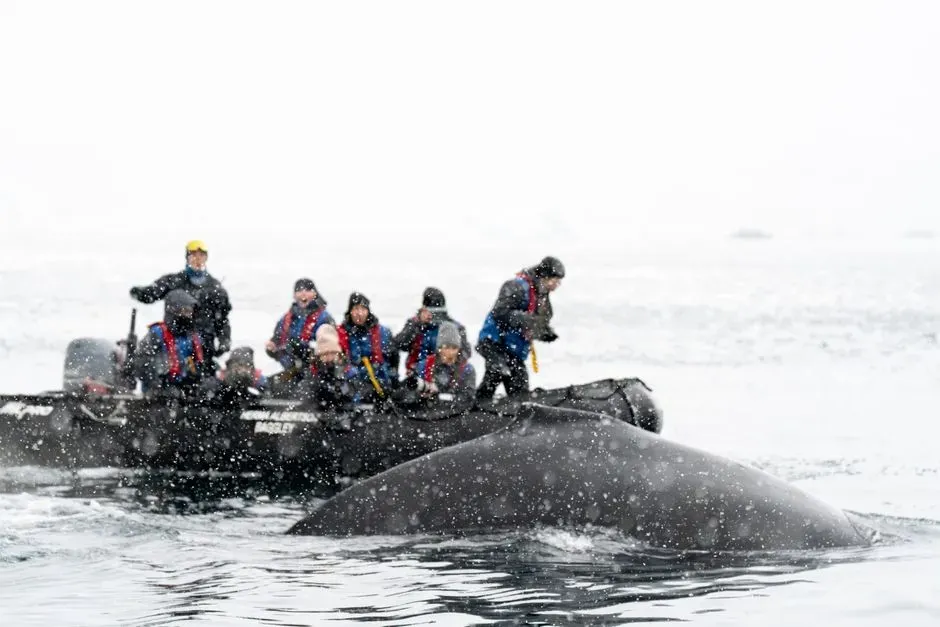 #4 - The Silent Ice-Reading of Arctic Whale Hunters (Image Credits: Pexels)