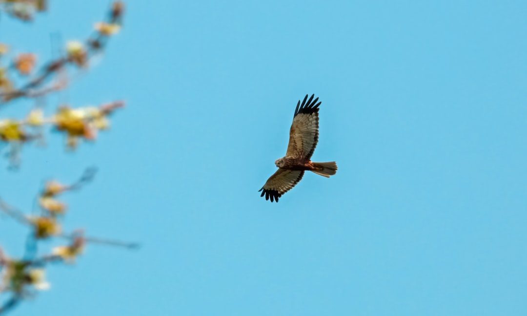 Call to Action: Watching the Skies Above the Gates (Image Credits: Unsplash)