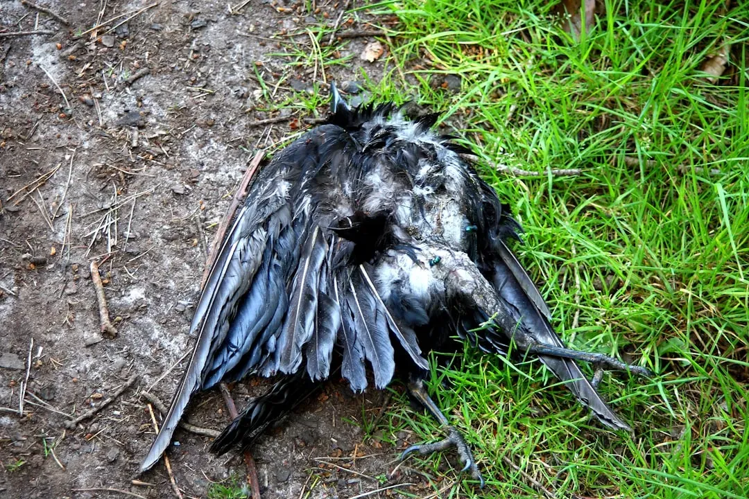 4. Crow "Funerals" for the Dead (Image Credits: Unsplash)