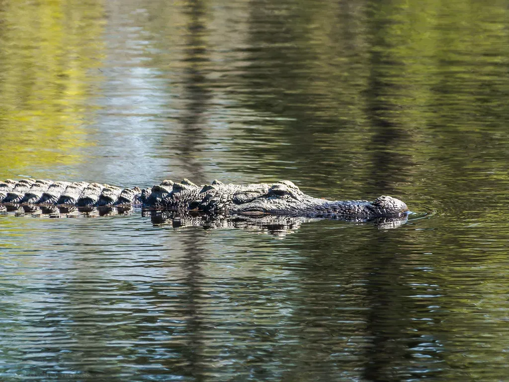 American Alligators: From “Nuisance” to Southern Success Story (Image Credits: Flickr)