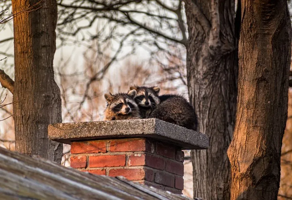 10. Traditional Wildlife Control Measures Barely Slow Them Down (Image Credits: Pexels)