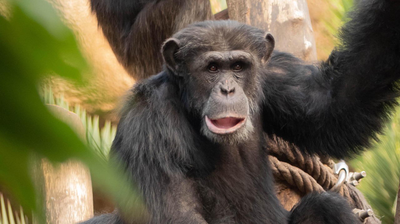Chimpanzees: Our Closest Memory Masters (Image Credits: Pixabay)