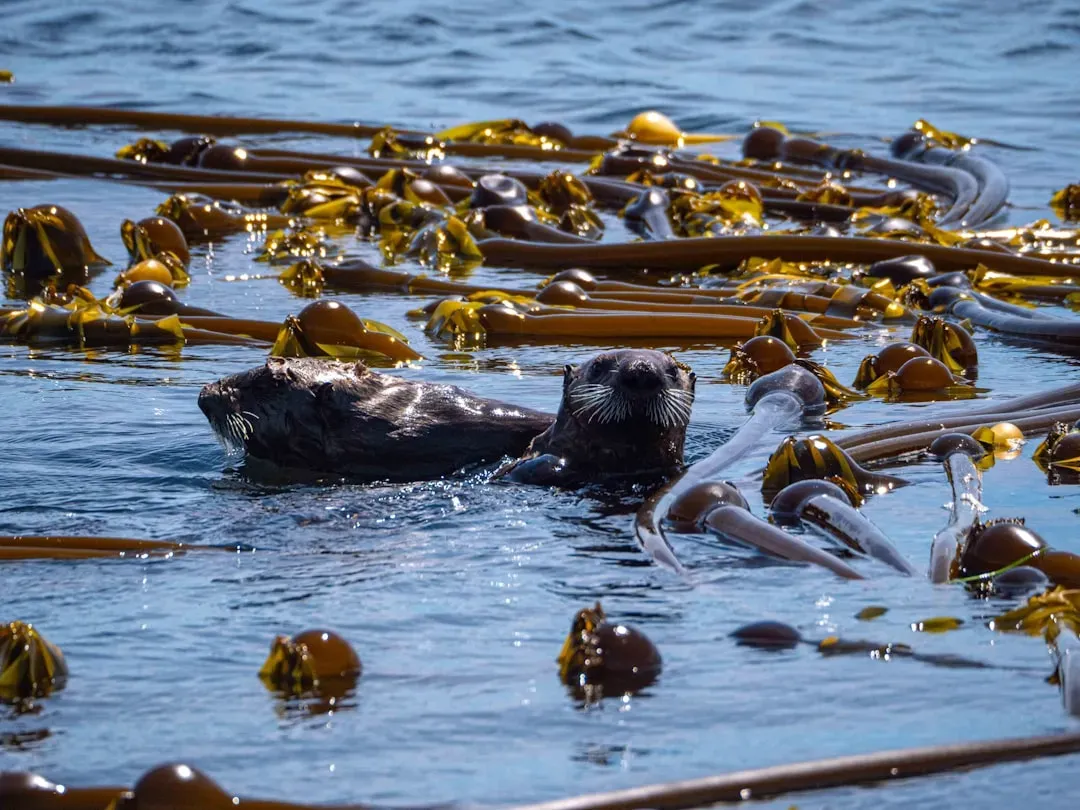 5. Sea Otters Re‑Engineering Kelp Forests Along the Pacific Coast (Image Credits: Unsplash)