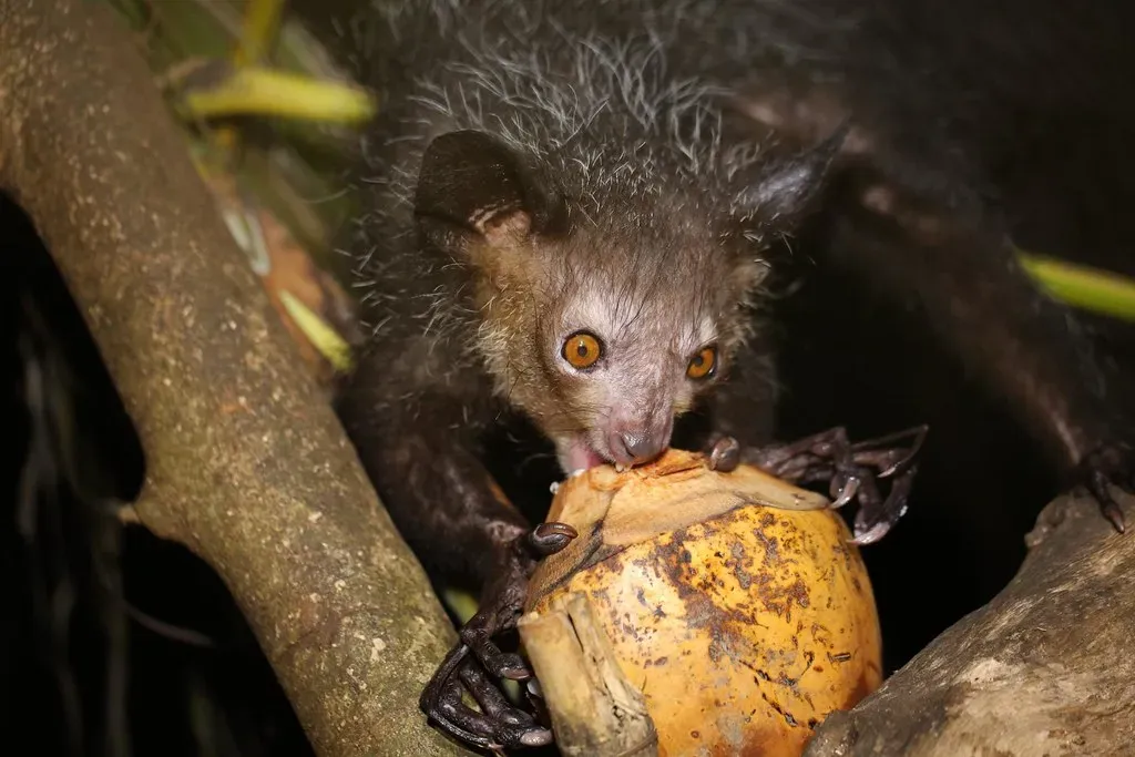 3. Aye‑Aye – The Night Creature With the Curse Finger (Image Credits: Flickr)