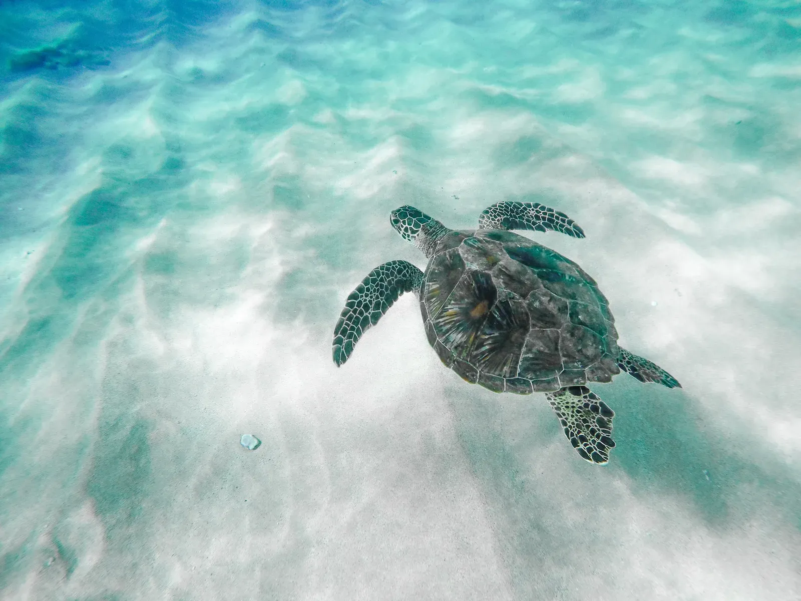 The Astonishing Ocean Journeys Of Sea Turtles (By Ashley Lee, CC BY 4.0)