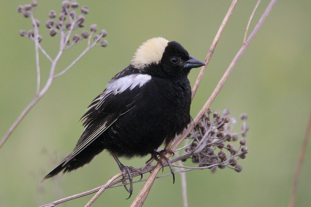 Bobolink (Image Credits: Flickr)