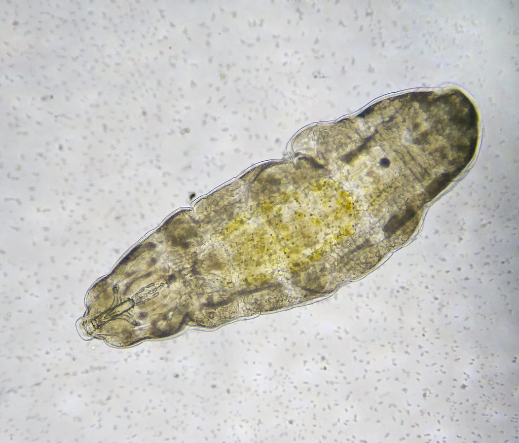 Revolutionary Medical and Biotechnological Applications (Image Credits: Flickr)