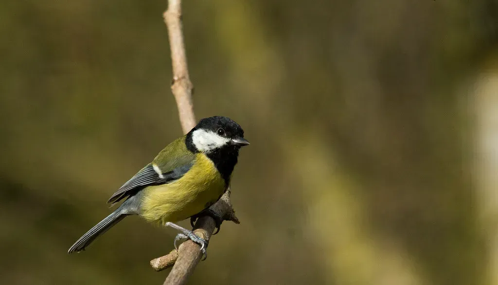 Libra: The Songbird Balancing Risk and Connection (Wildlife Boy1, Flickr, CC BY 2.0)