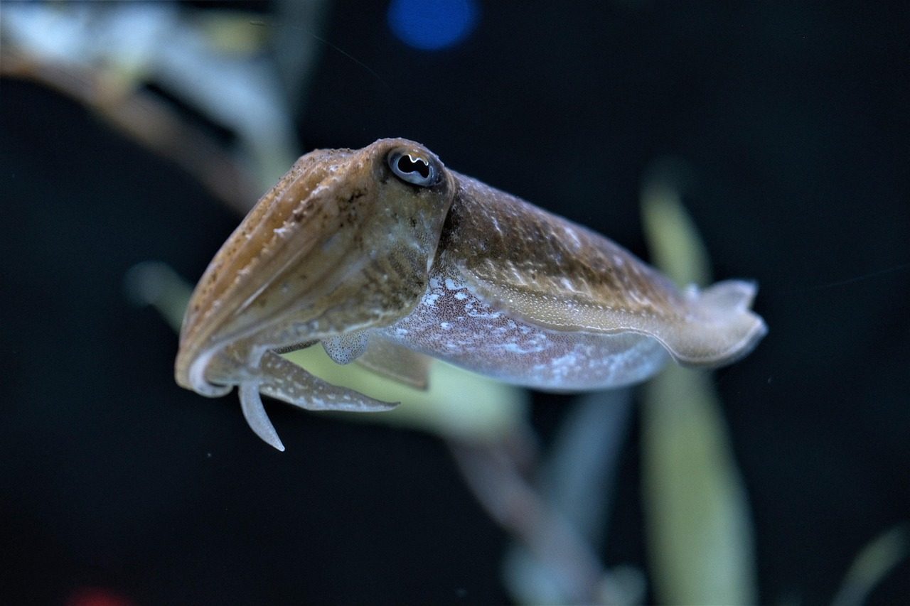 Cuttlefish: The Lightning-Fast Color Changers (Image Credits: Pixabay)