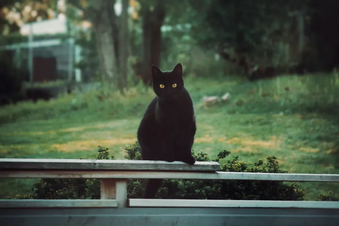 Scorpio – The Black Cat at the Threshold (Image Credits: Unsplash)