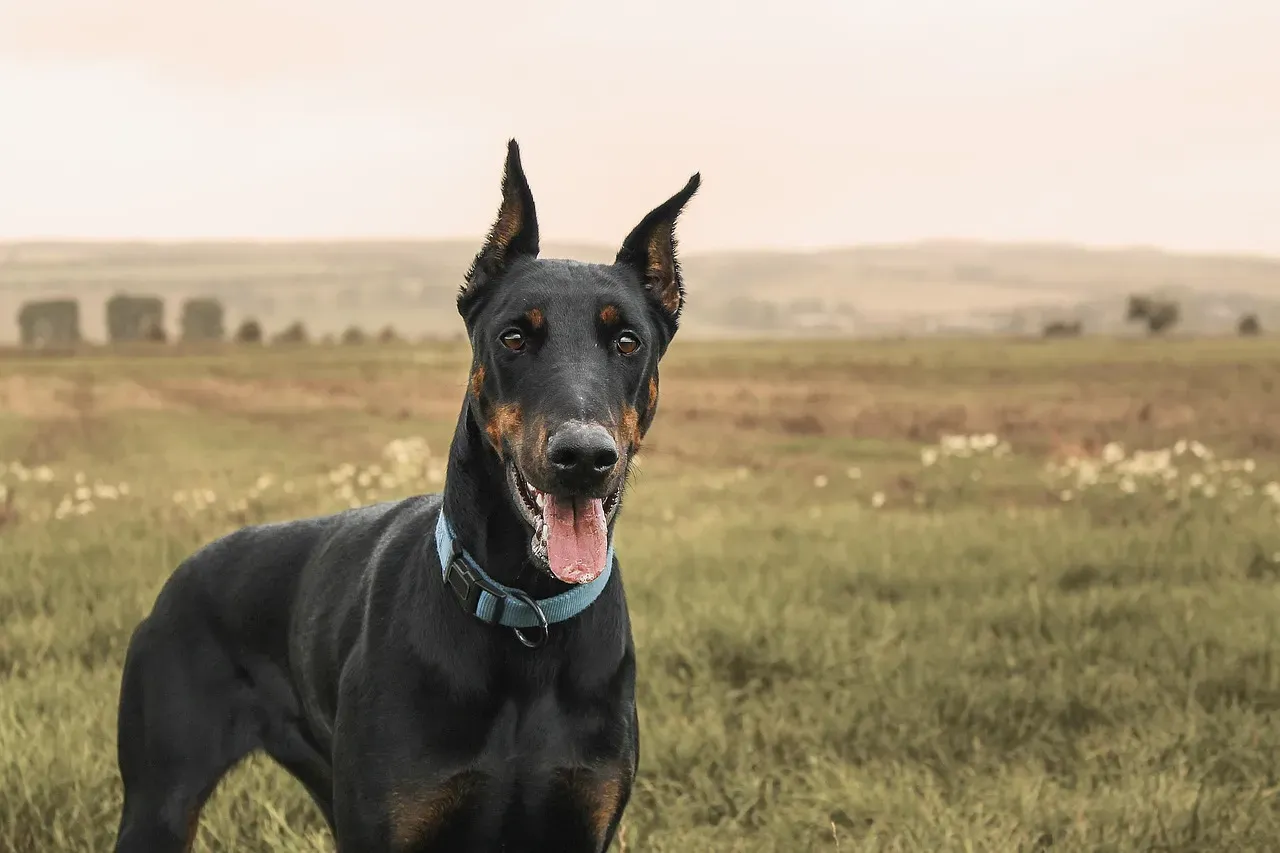 Scorpio (October 23 – November 21): Doberman Pinscher – The Intense Guardian (Image Credits: Pixabay)