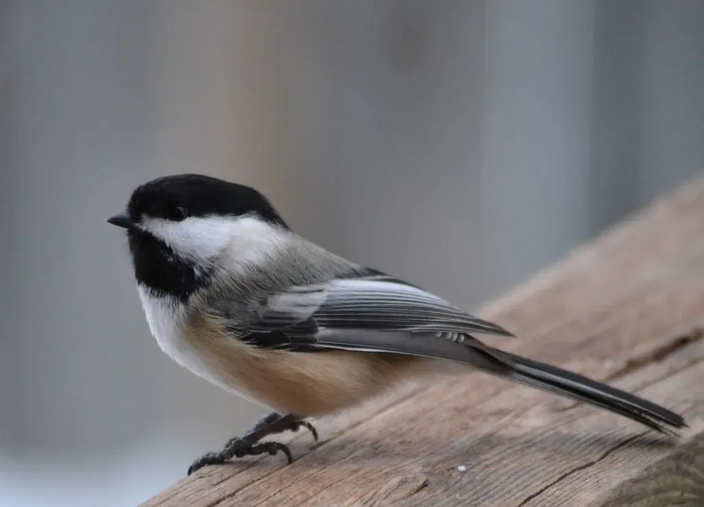 Conclusion: The Tiny Bird with a Giant Playbook (DaPuglet, Flickr, CC BY-SA 2.0)