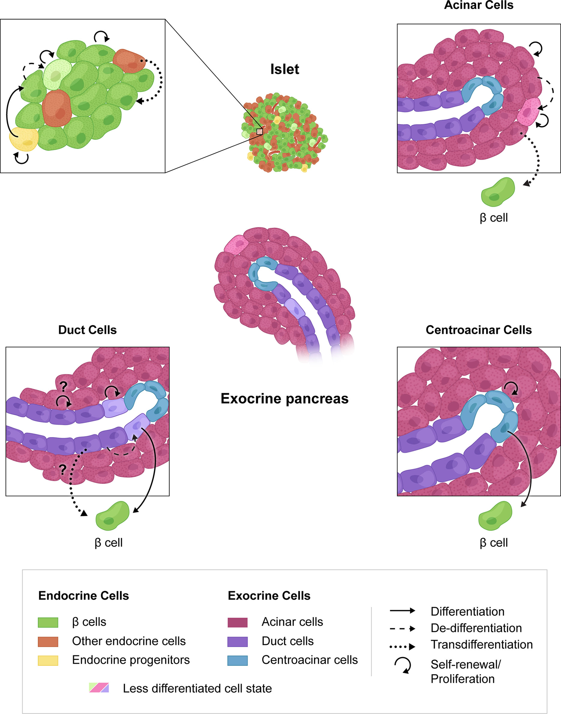 Cellular Alchemy: Transdifferentiation Explained (Image Credits: Wikimedia)