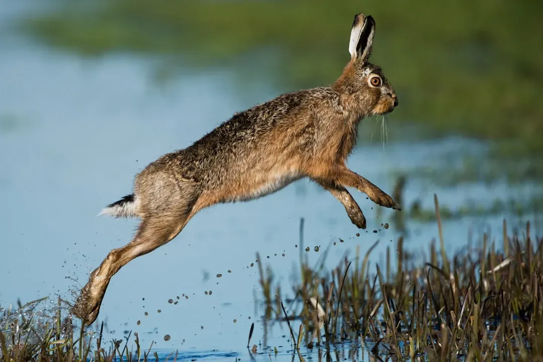 Pisces: The Hare by the Water’s Edge - A Call to Trust Intuition and Sensitivity (Image Credits: Unsplash)